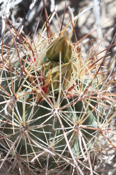 sclerocactusparviflorus.jpg