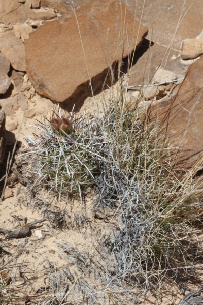 sclerocactusparviflorus3.jpg