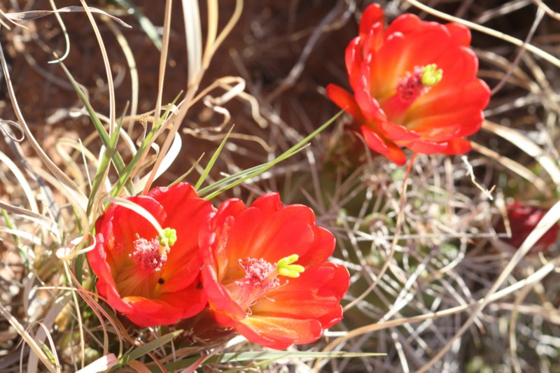 echinocereustriglochiadatusvarmojavensis.jpg