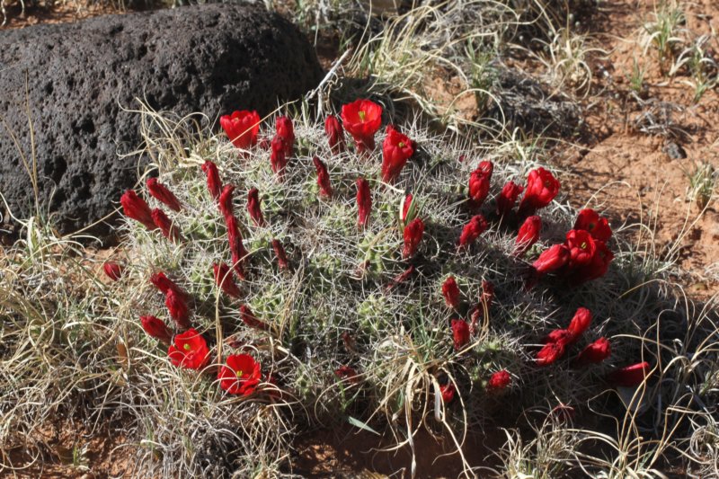 echinocereustriglochiadatusvarmojavensis2.jpg