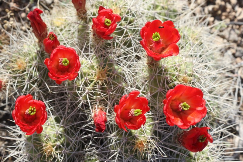 echinocereustriglochiadatusvarmojavensis.jpg