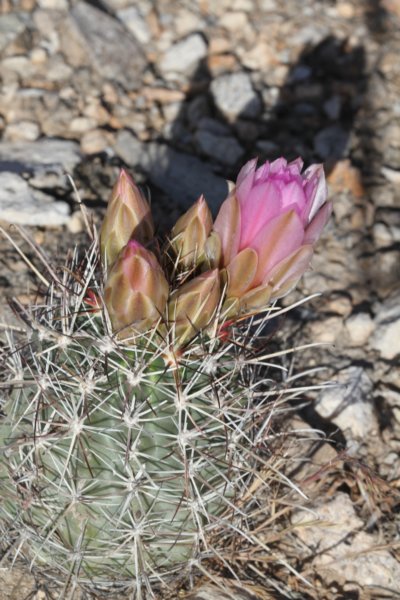 sclerocactusparviflorus.jpg