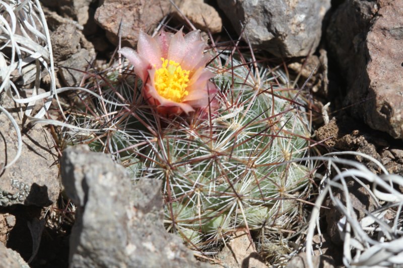 pediocactussimpsonii.jpg