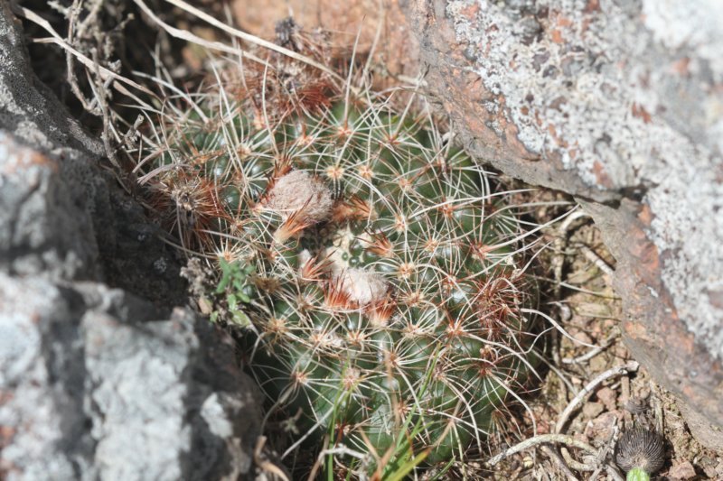 notocactusconcinnus.jpg