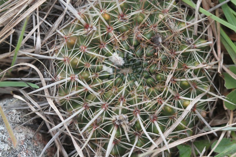 notocactusmammulosus2.jpg