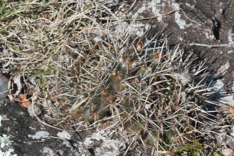 notocactusmammulosus.jpg