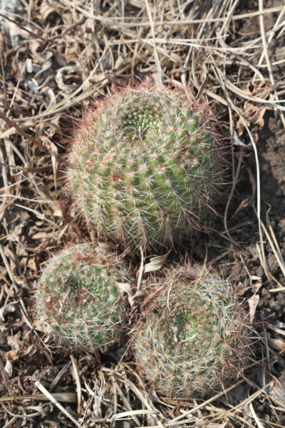 notocactustabularis.jpg