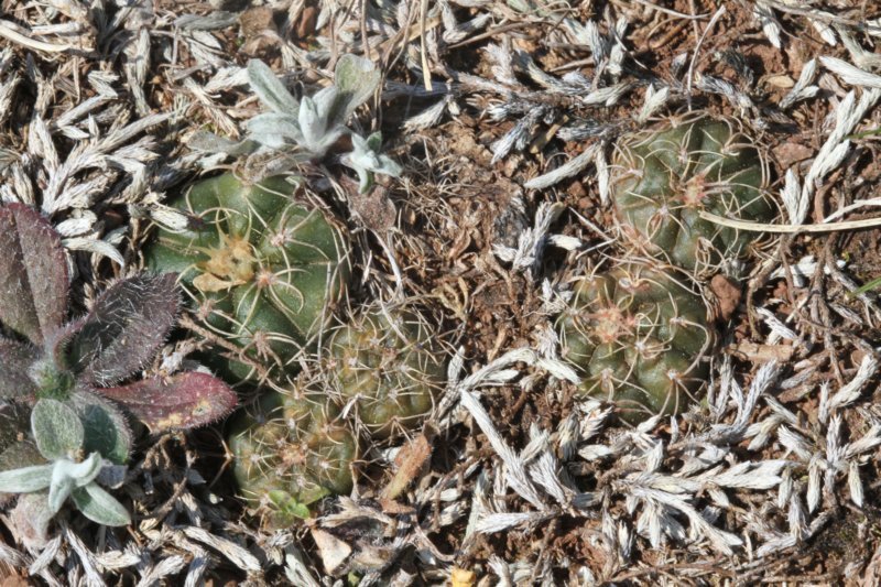 gymnocalyciumuruguayense.jpg