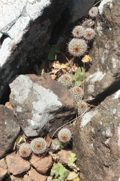 notocactusminimus.jpg
