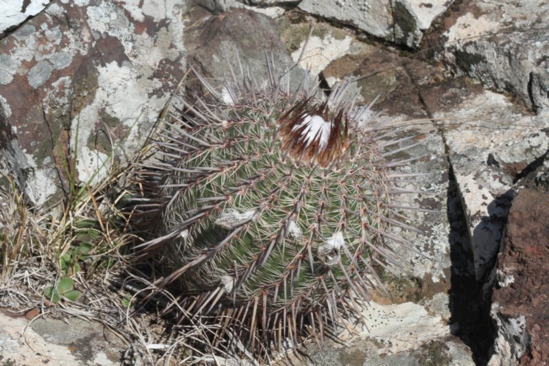 notocactusmuellermelchersii.jpg