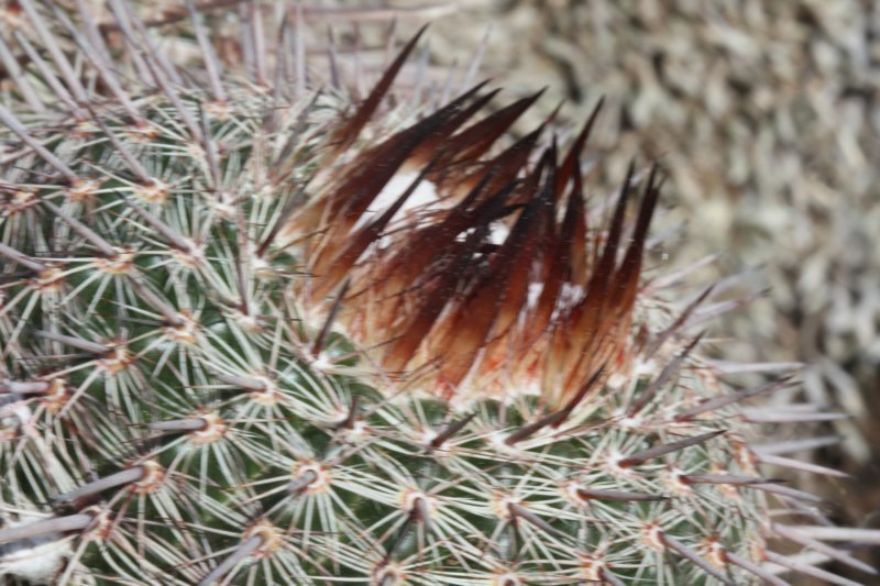 notocactusmuellermelchersii3.jpg