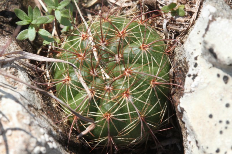 notocactusottonis.jpg