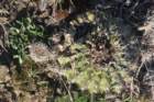 notocactusmammulosus_small.jpg