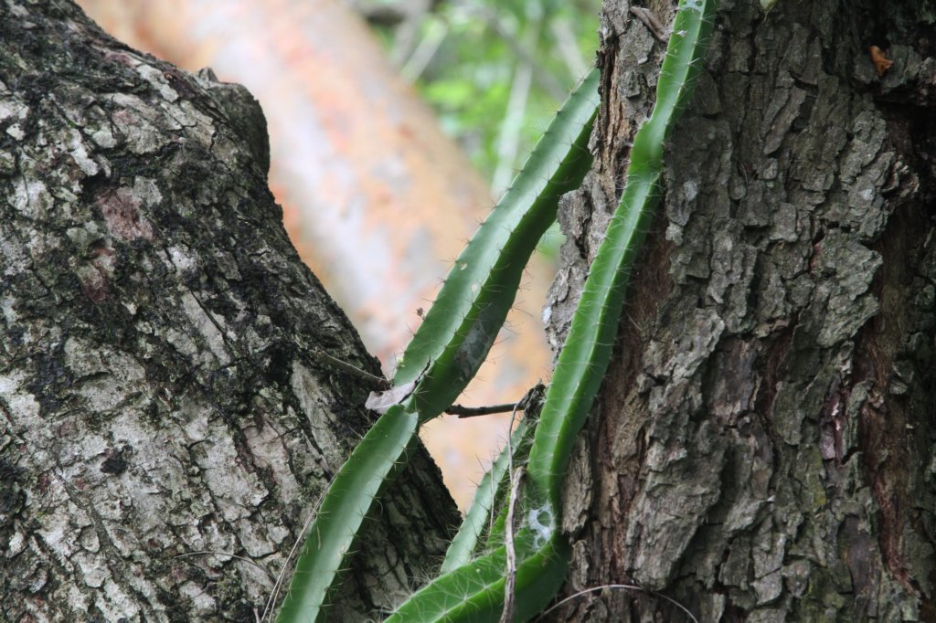 strophocactustestudo.jpg