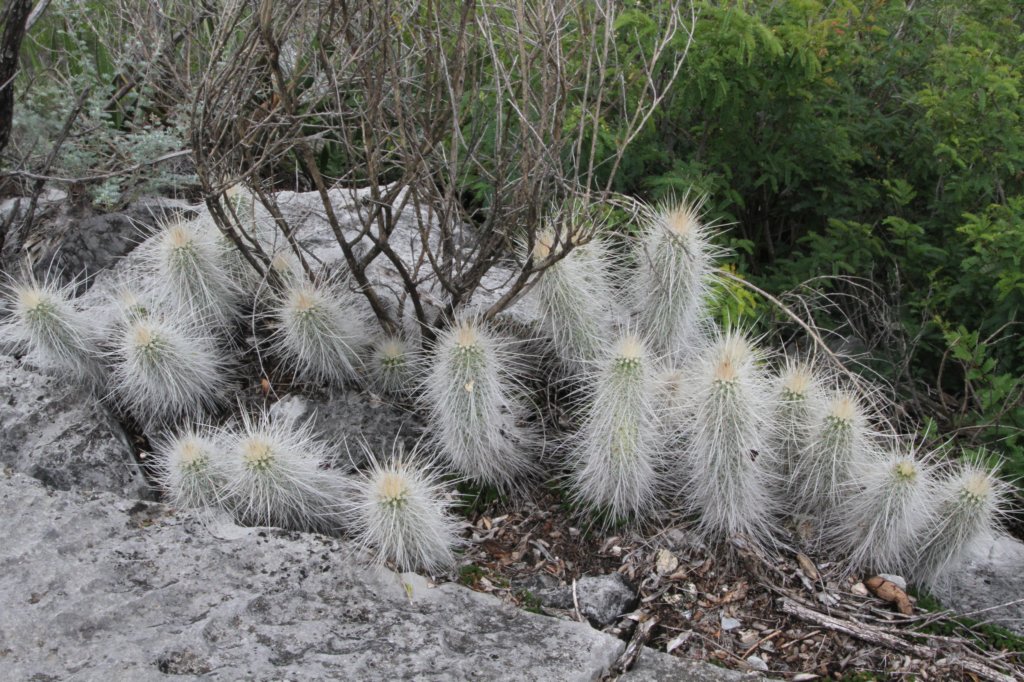 echinocereusrayonensis.jpg