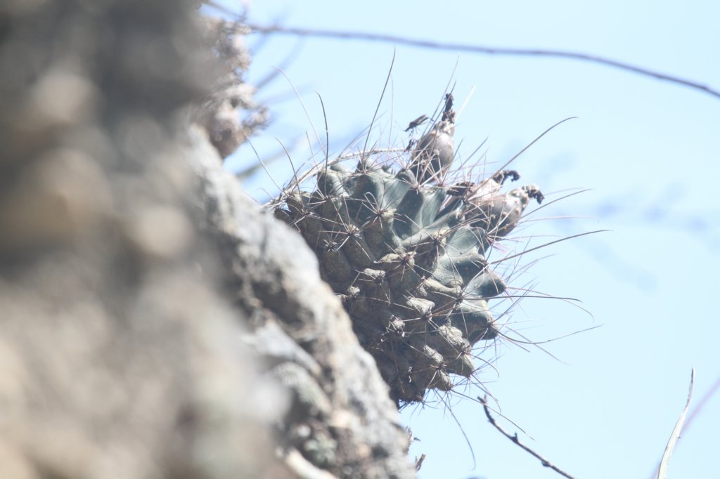 hamatocactushamatacanthus.jpg