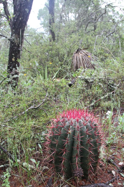 ferocactuspilosus.jpg