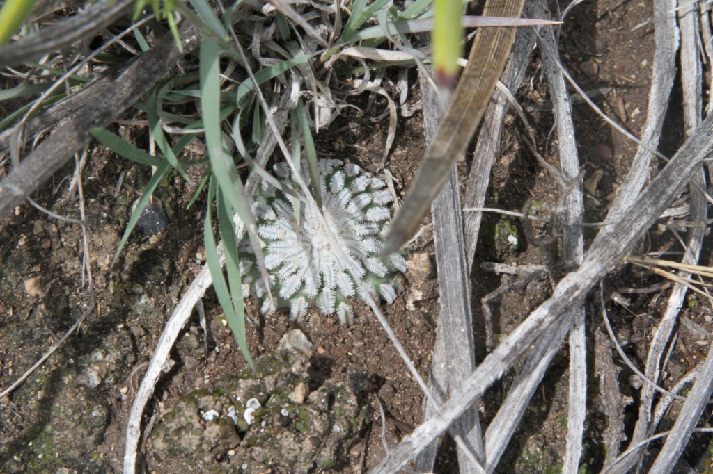 turbinicarpuspseudopectinatus.jpg