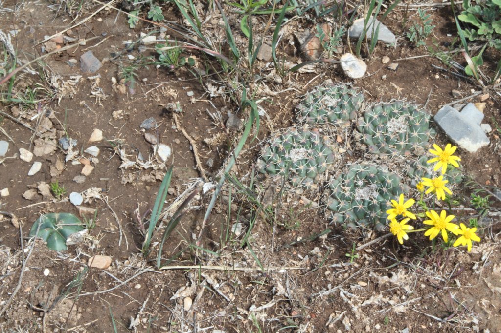 echinocereusknippelianusleftmammillariawinteraeright.jpg