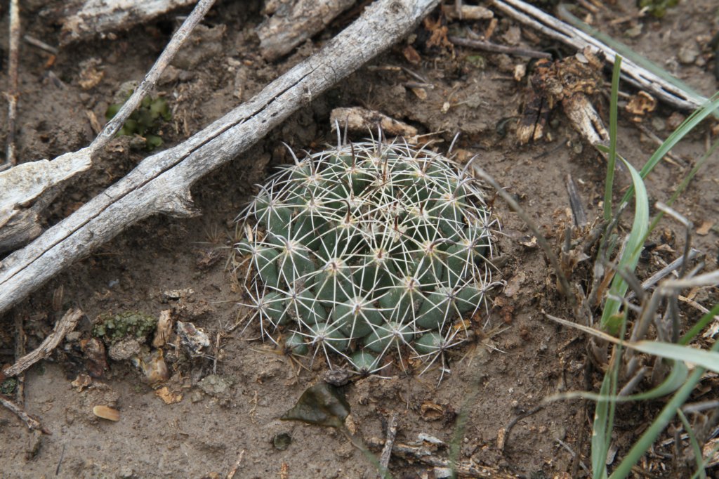 coryphanthadelicata.jpg