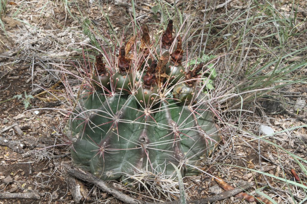 hamatocactushamatocanthus.jpg