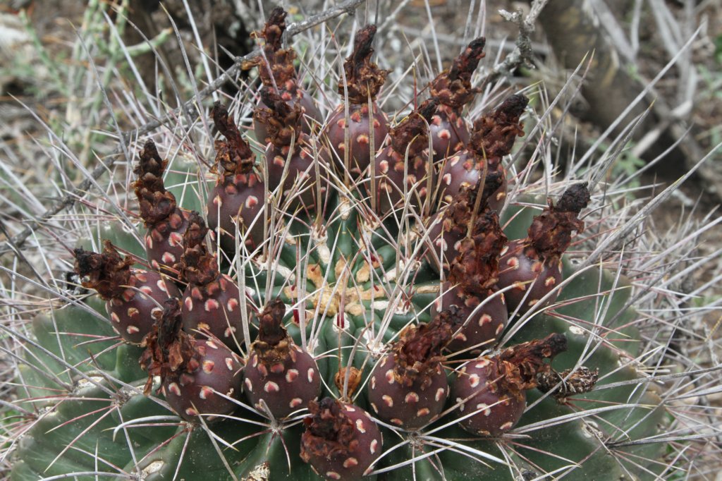 hamatocactushamatocanthus2.jpg