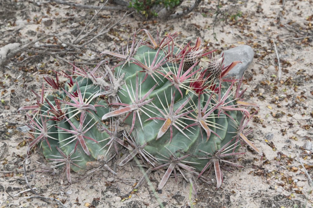 ferocactuslatispinus2.jpg